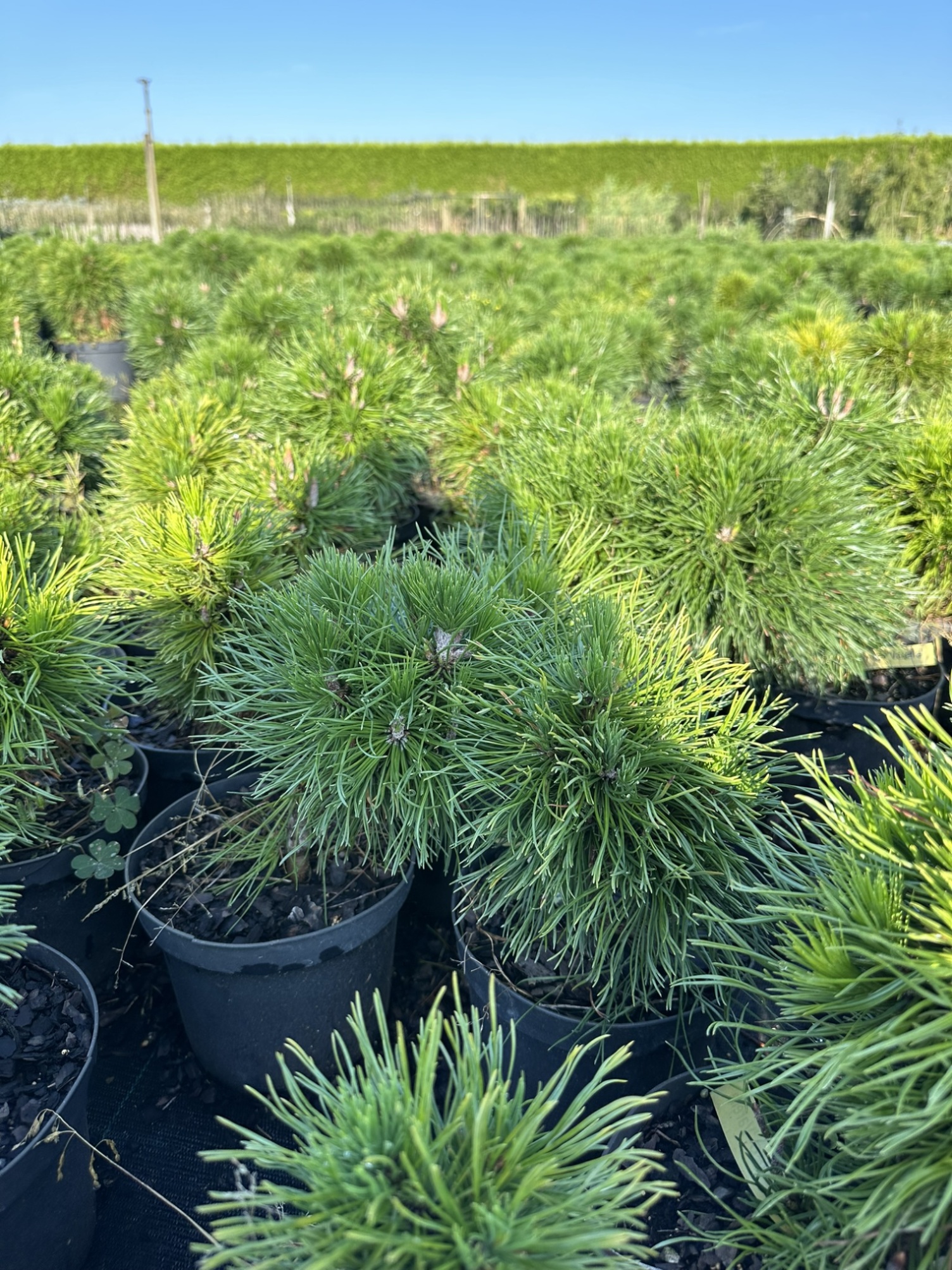 Сосна горная Варелла